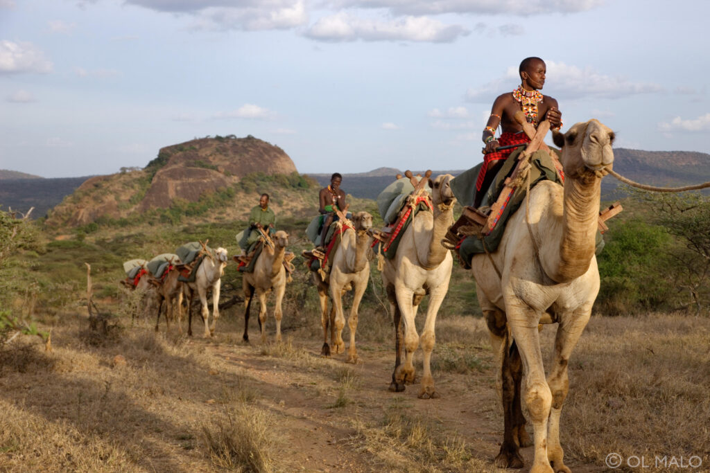 Camelback-Safari-Ol-Malo