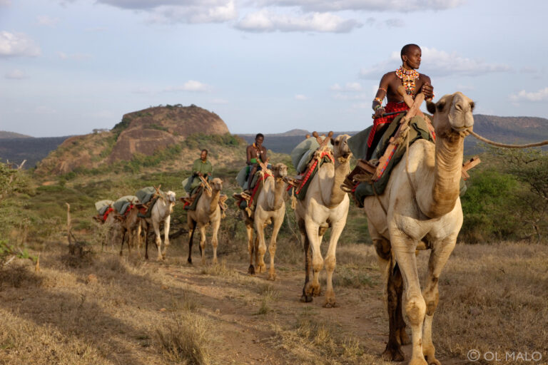 Camelback-Safari-Ol-Malo