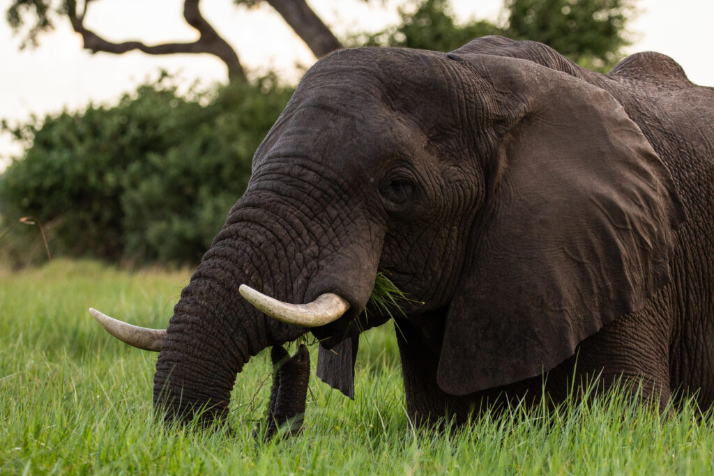 Elephant near Duba Plains