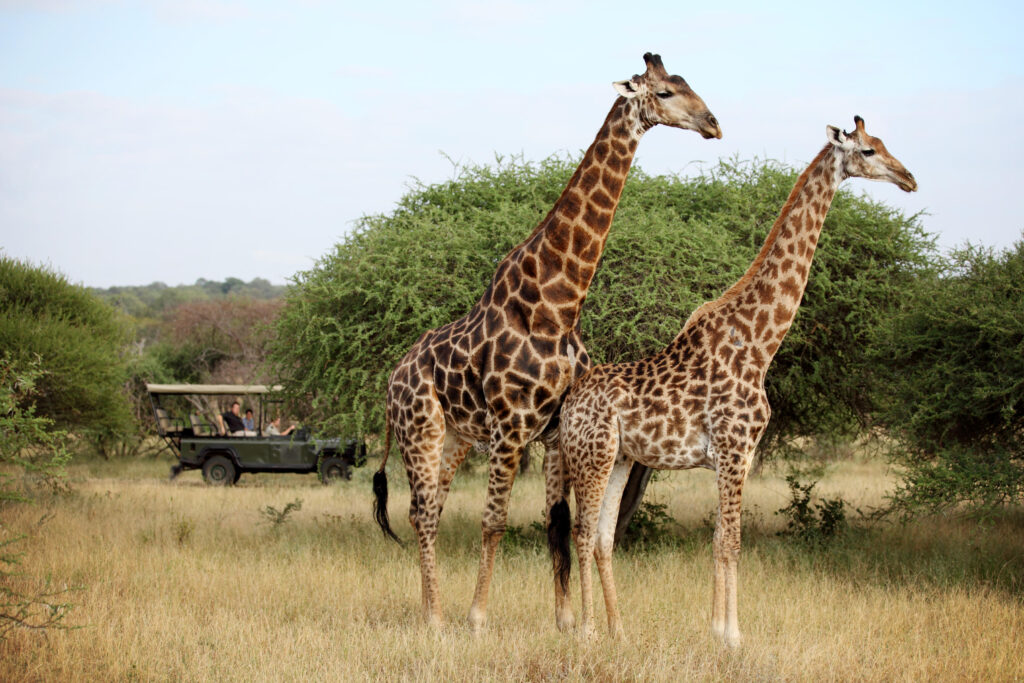 Game Drive
