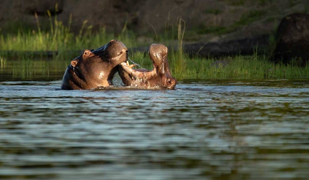 Hippos-on-Mighty-Zambezi-River-1024x597