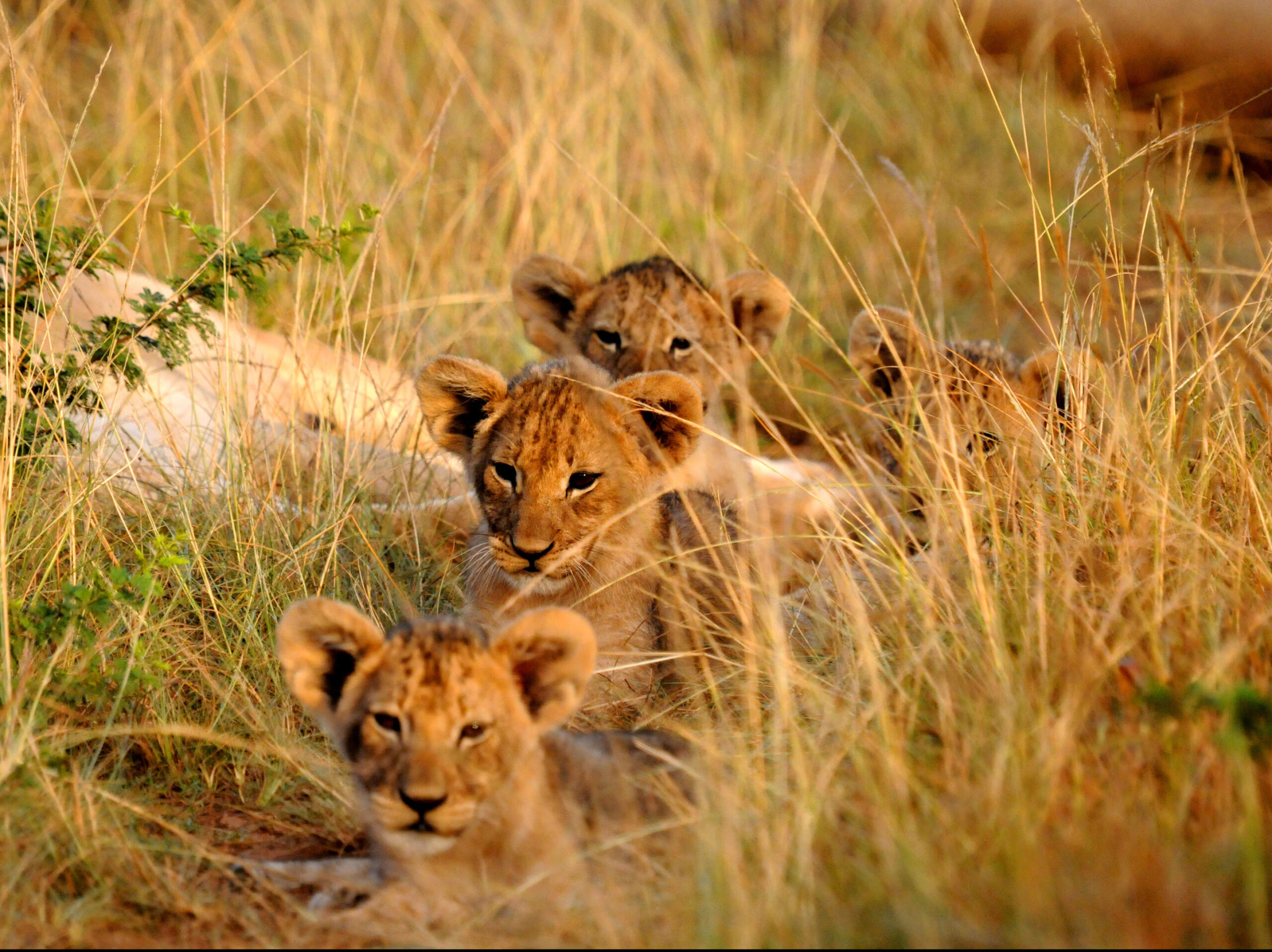Young lions resting in golden grass