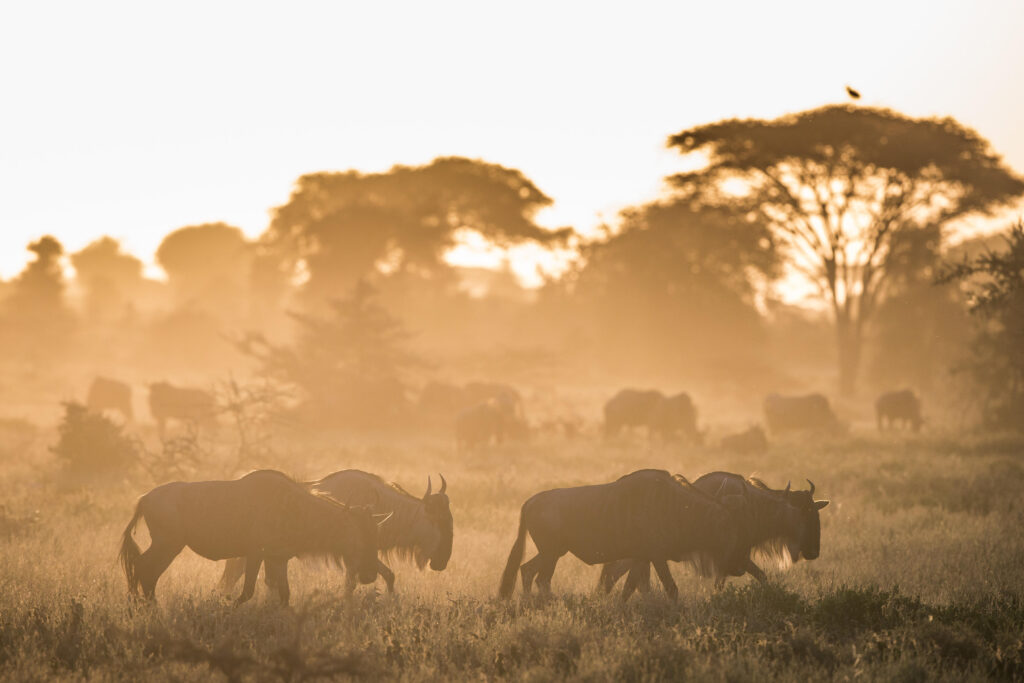 Legendary Serengeti Camp _8
