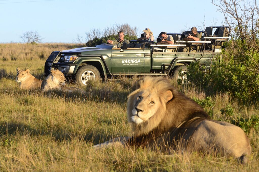 Lion