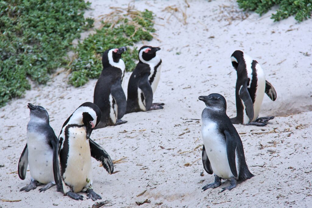 Penguins-Boulders-Beach-Cape-Town-Pix