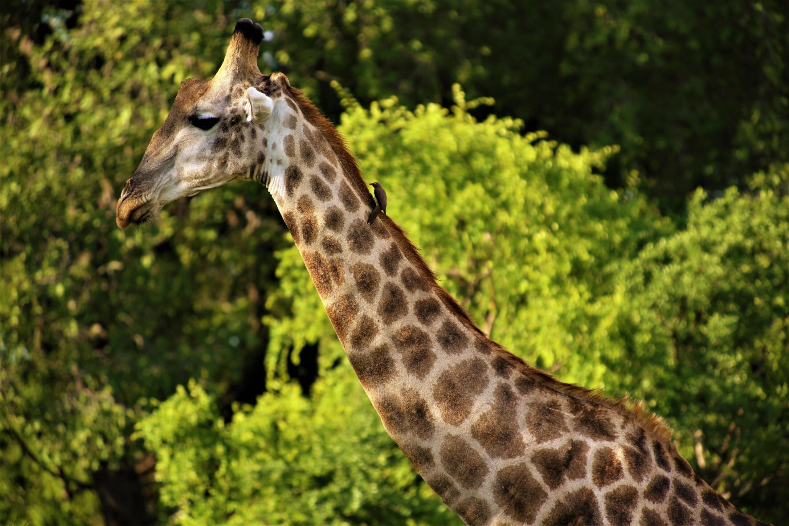Giraffe in a green African landscape
