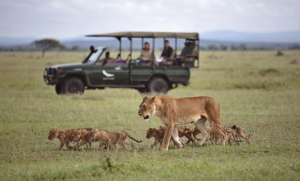 lioness-cubs-walking-vehicle-Grumeti-Serengeti -Tented-Camp