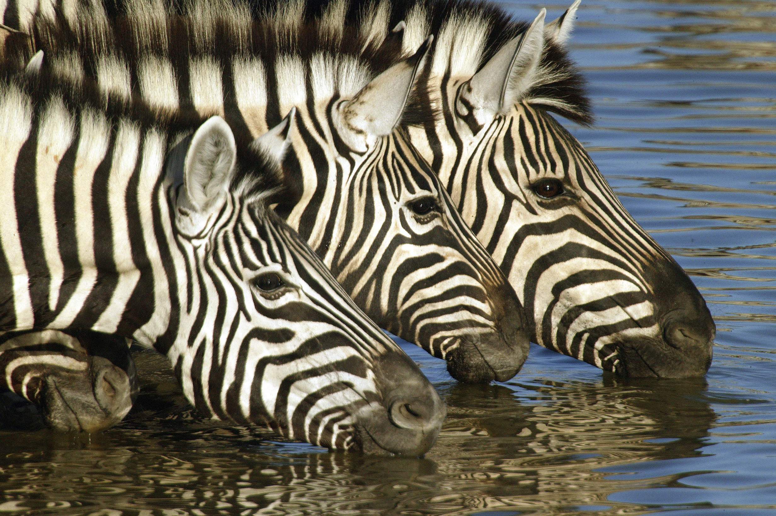 Zebras drinking together at the water